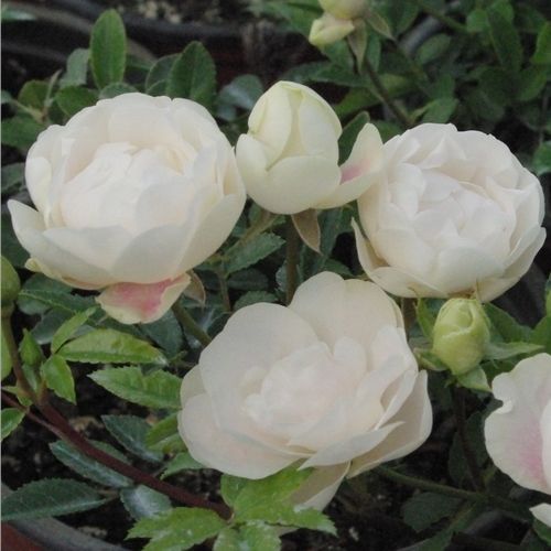 Rosen Online Gärtnerei - polyantharosen - weiß - Rosa Snövit™ - duftlos - D.A. Koster, F.J. Grootendorst - Gruppenweise, traubenartig, robust blühende Blüten. Gruppenweise gepflanzt dekorativ.